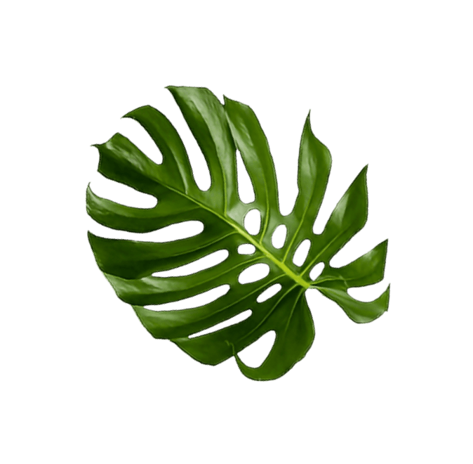 Green leaf on green background.
